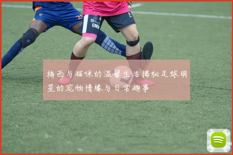 梅西与猫咪的温馨生活揭秘足球明星的宠物情缘与日常趣事